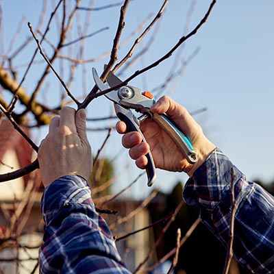 Conseils jardinage février - Taillez arbres